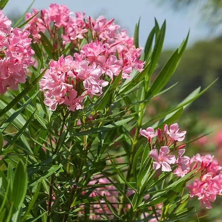 Gli Oleandri Ferienhaus