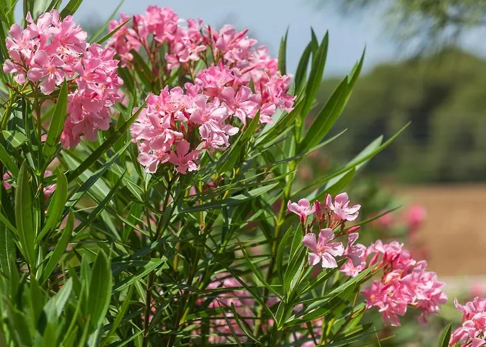 Gli Oleandri Tatil Evi